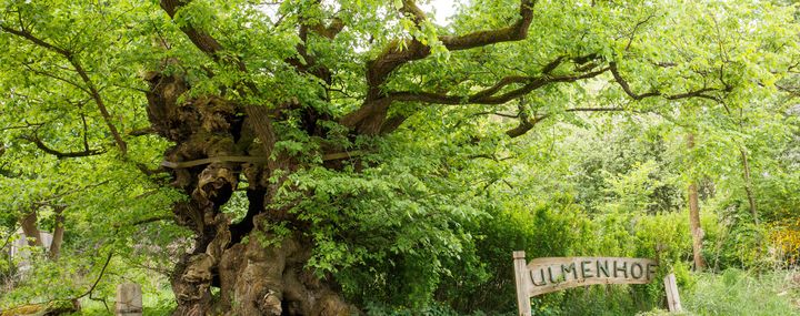 Baum des Jahres 2019: Die Ulme in der Mythologie