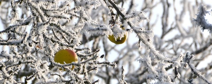Äpfel am Baum bei Frost