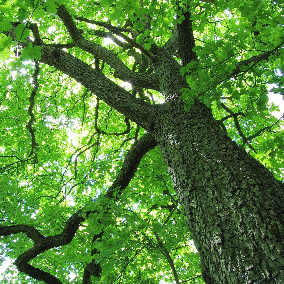 10 Samen Sorbus torminalis Baum des Jahres 2011 Elsbeere 