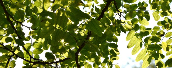 Blick durchs Blätterdach der Robinie in den Himmel
