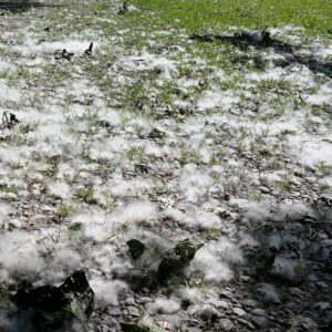 Flauschige Pappelsamen im Gras.