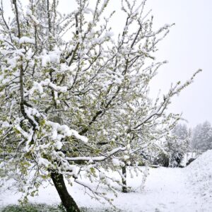 Spätfrostschäden durch Wintereinbruch