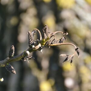 Spätfrostschäden an Blättern und Knospen
