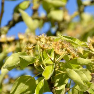 Strategien gegen Spätfrost