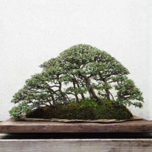 Bonsai aus mehreren Stämmlingen wirkt wie ein Wald im Mini-Format