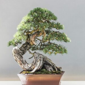Eleganter Kiefern-Bonsai in einer Schale.