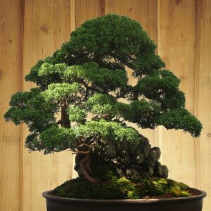 Bonsai wächst auf einem Stein in einer Schale in der Wohnung.