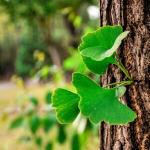Ginkgo Stamm mit Neuaustrieb und drei Blättern