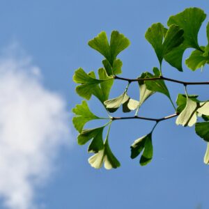 Ginkgo-Blätter an zwei Zweigen