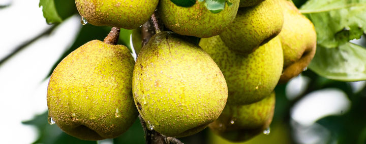 Rechtsfrage Baumpflege: Wer haftet bei herabfallendem Obst?