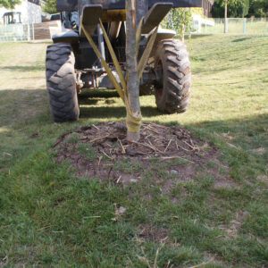 Radlader beim Aushub des beschädigten Baums