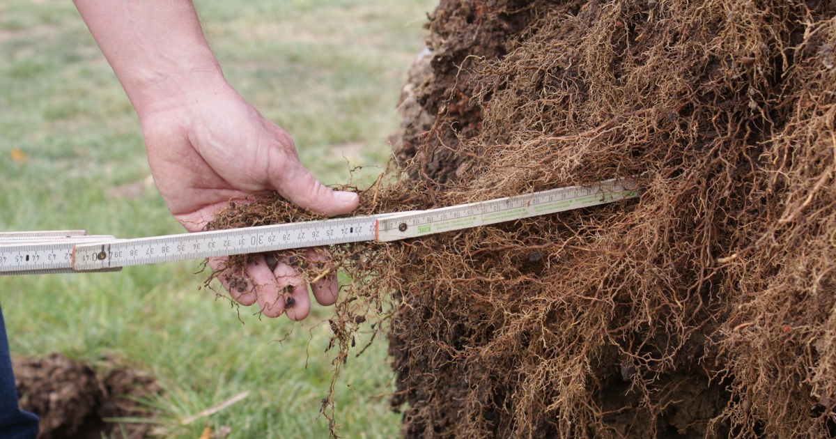 Maßstab im Wurzelballen