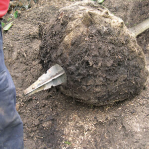 Wurzelballen mit Baumverankerung