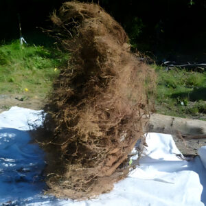 junger Baumstamm mit freigespültem Wurzelfilz auf weißem Tuch