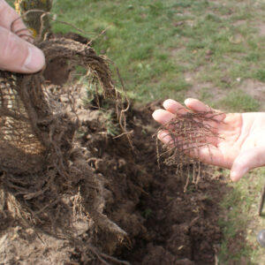 Hände halten über einem Wurzelballen ein zersetztes Ballentuch