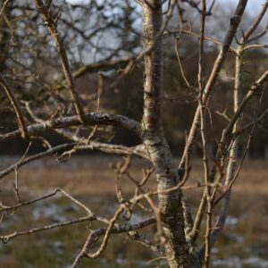 Vorzeitig vergreist: Durch gezielte Schnittmaßnahmen verhindern Baumpflegende die vorzeitige Vergreisung und beugen Erkrankungen vor. Der Birnbaum muss dringend geschnitten werden! Foto: P. Knoll, Baumpflegeportal