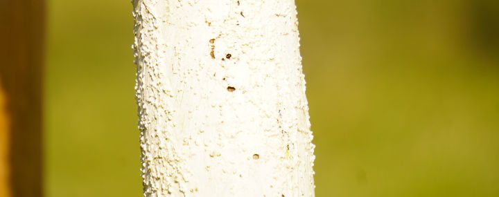 Weißanstrich: Bäume richtig schützen