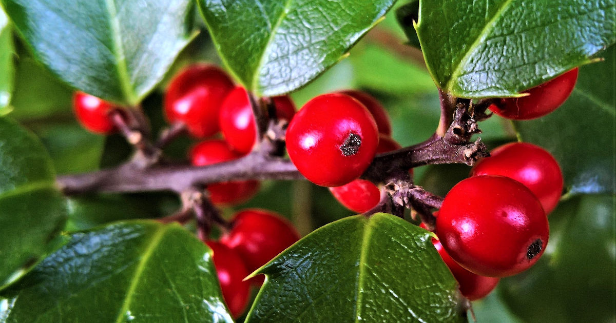 Gewöhnliche Stechpalme