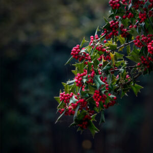Fruchtansicht der Gewöhnlichen Stechpalme