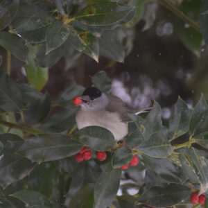 Gewöhnliche Stechpalme