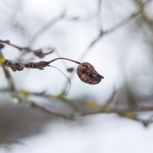 Monilia: verschrumpelte Fruchtmumie