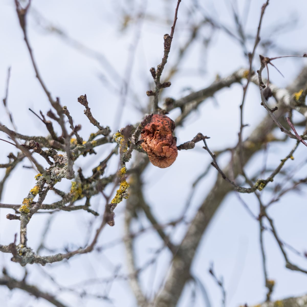 Monilia: Fruchtmumie am Apfelbaum