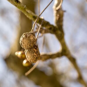 Monilia: Fruchtmumie an Kirschbaum