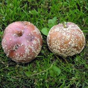 Monilia: faule Äpfel am Boden