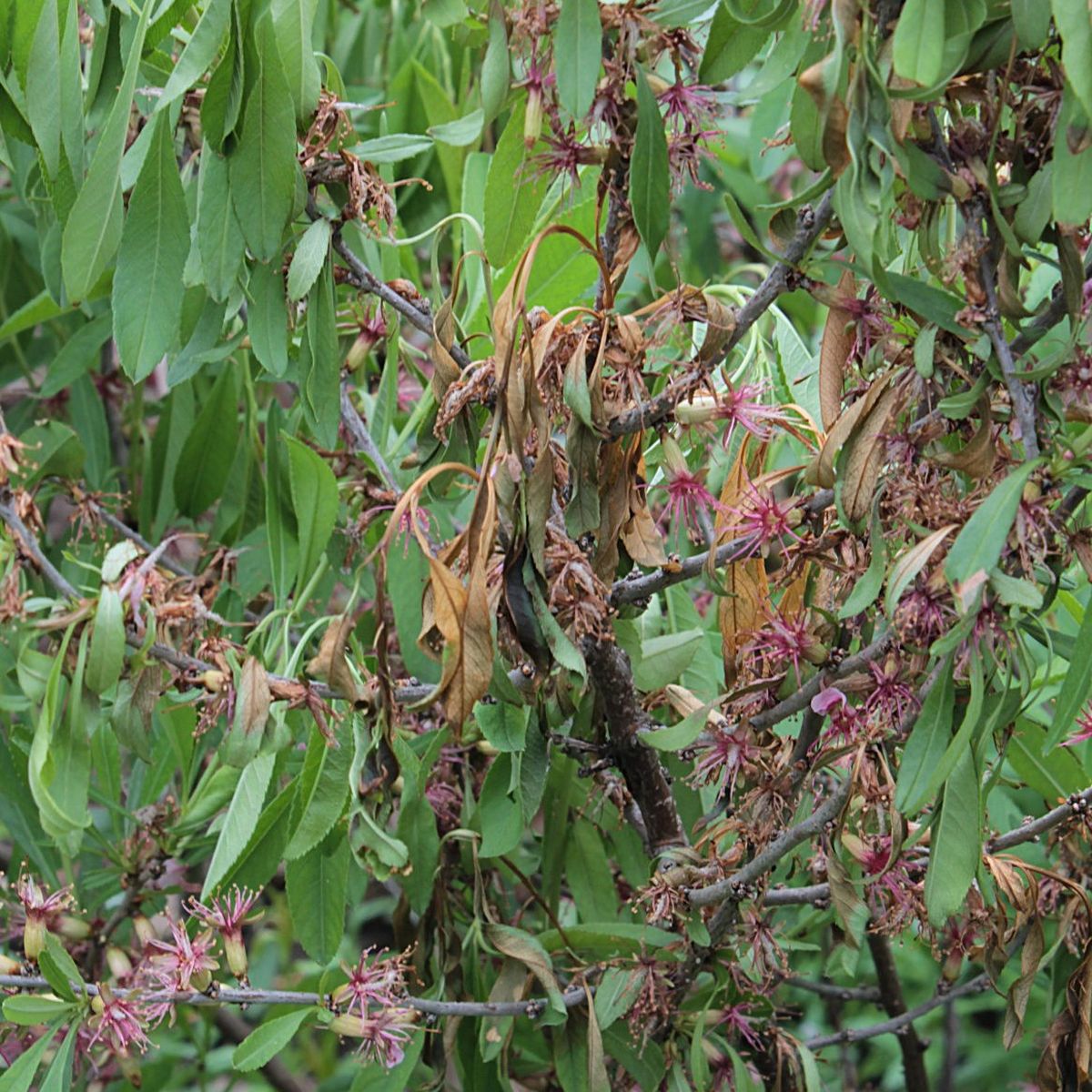 Monilia: Spitzendürre an Prunus