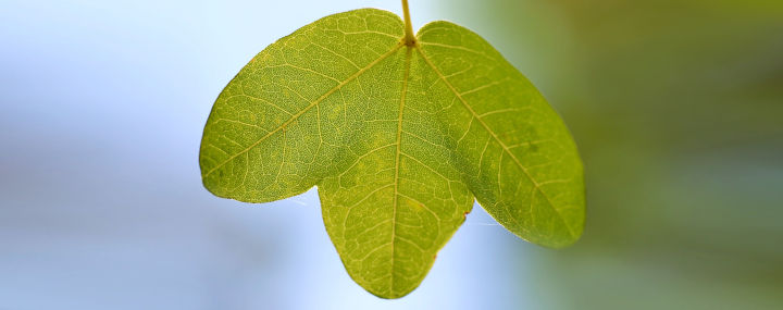 Burgen-Ahorn – Acer monspessulanum