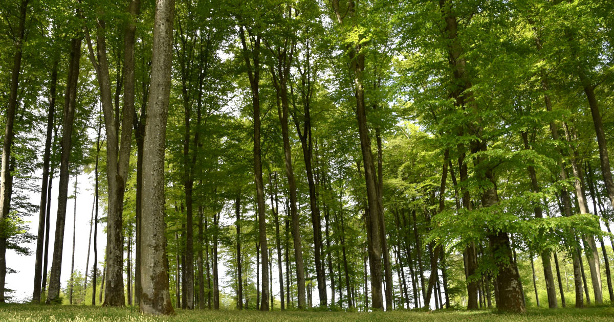 Baum des Jahres 2022: Rotbuche (Fagus sylvatica)  Baumpflegeportal