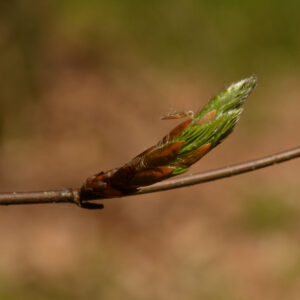 Baum des Jahres 2022: Blattknospe