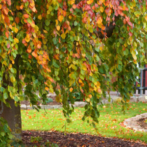 Baum des Jahres 2022: Rotbuche (Fagus sylvatica) mit buntem Herbstlaub