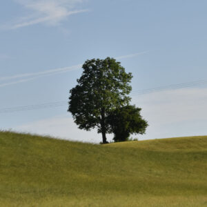 Baum des Jahres 2022: Rotbuche (Fagus sylvatica) auf einem Feld