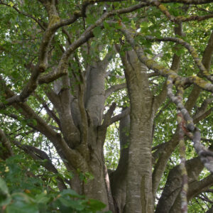 Baum des Jahres 2022: Rotbuche (Fagus sylvatica) mit dicht verzweigter Krone