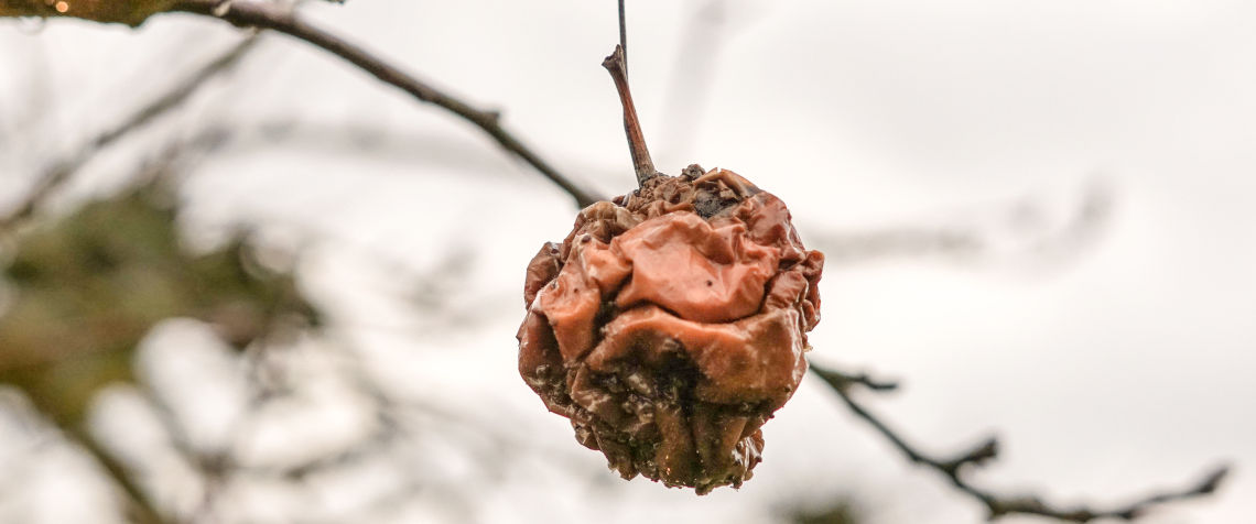 Monilia: Fruchtmumie (Apfel)