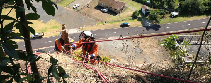 Baumkletterer fällen Bäume mit Seilklettertechnik am Steilhang über einer Straße.