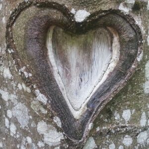 tief in die Rinde geritztes, überwalltes Herz