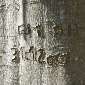 in Baumrinde eingeritzte Buchstaben und Zahlen