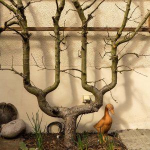 Spalierapfelbaum in doppelter U-Form. Daneben steht eine Ente aus Ton.