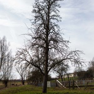 Großer Birnbaum auf einer Wiese