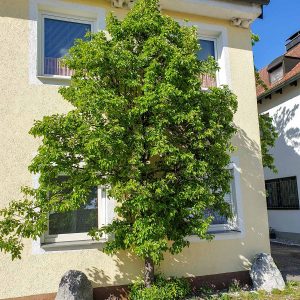 Birnbaum mit Laub im Sommer an einer Hauswand