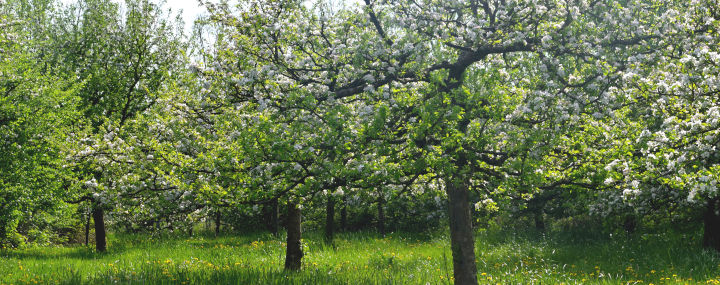 Standards Obstbaumpflege: Apfelbäume auf Streuobstwiese