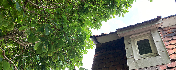 Kastanie sehr nah am Hausdach, Blätter berühren Dachschindeln.
