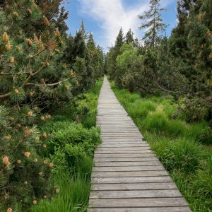 Moorwald: Kiefern entlang eines Stegs im Moor