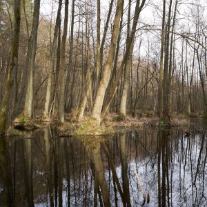 Moorwald: Bäume im Wasser
