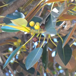 Große tiefgrüne Blätter und purpurfarbene Früchte der Moreton Bay Figder attraktiven großen Blätter wird die immergrüne Großblättrige Feige hauptsächlich als Ziergehölz verwendet.