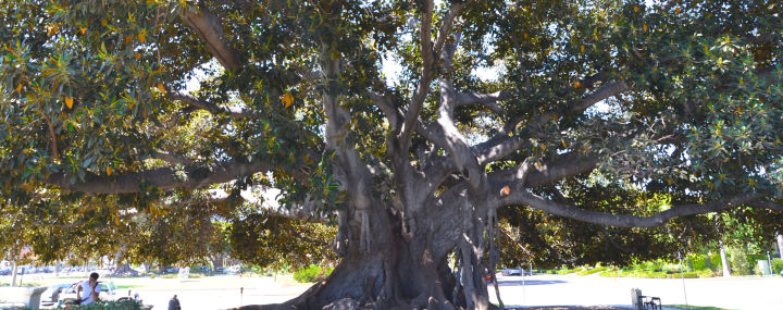 Moreton Bay Fig Beverly Hills