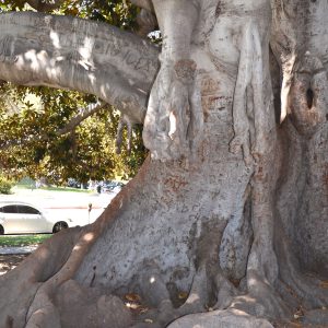 Mächtige Äste und Wurzeln der Moreton Bay Fig