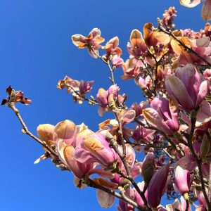 Magnolienblüten mit massivem Frostschaden